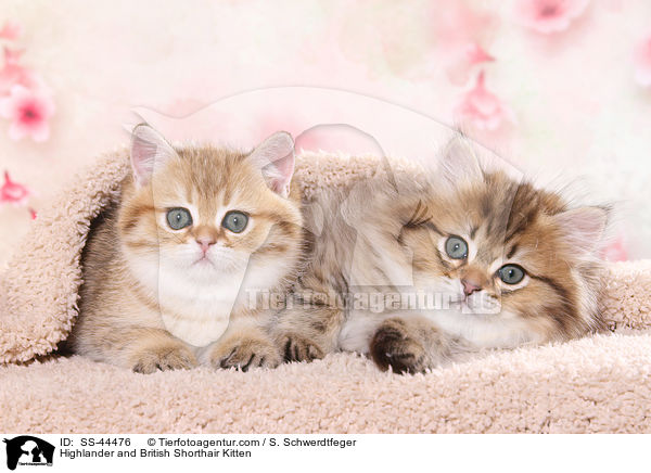 Highlander und Britisch Kurzhaar Ktzchen / Highlander and British Shorthair Kitten / SS-44476