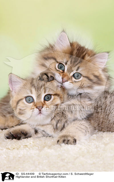 Highlander und Britisch Kurzhaar Ktzchen / Highlander and British Shorthair Kitten / SS-44499