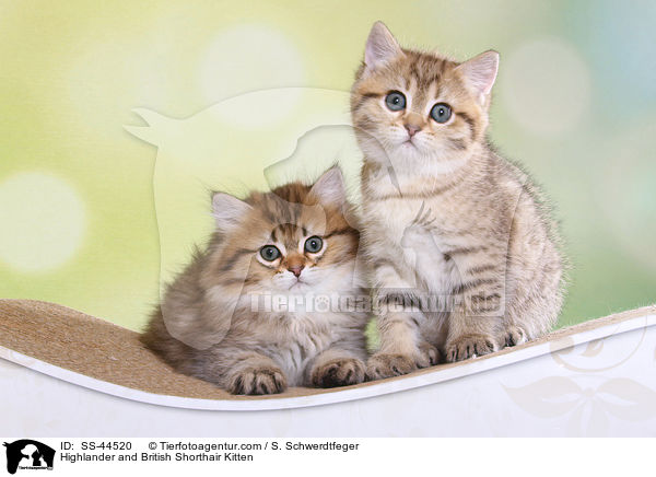 Highlander und Britisch Kurzhaar Ktzchen / Highlander and British Shorthair Kitten / SS-44520