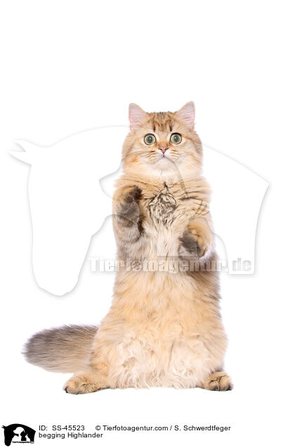 Highlander macht Mnnchen / begging Highlander / SS-45523