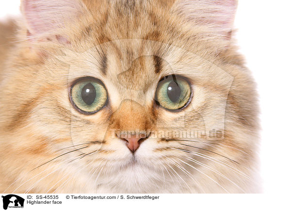 Highlander Gesicht / Highlander face / SS-45535