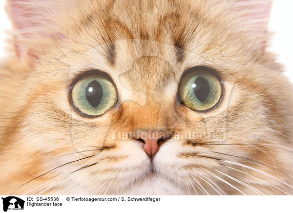 Highlander Gesicht / Highlander face / SS-45536