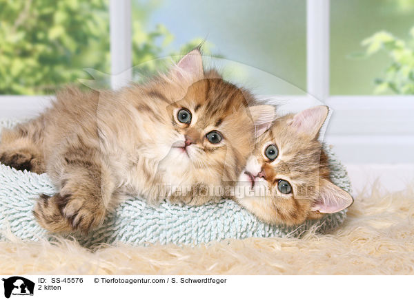 2 Ktzchen / 2 kitten / SS-45576