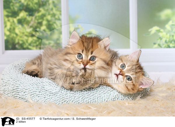 2 kitten / SS-45577