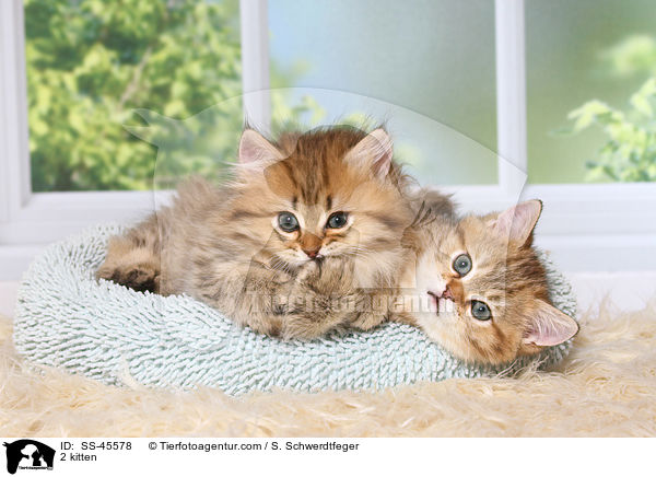 2 Ktzchen / 2 kitten / SS-45578