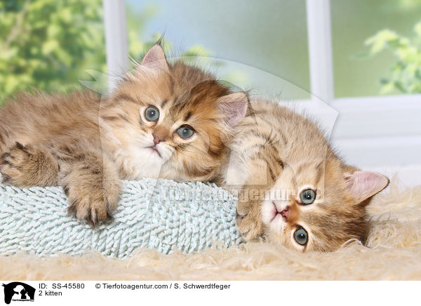 2 kitten / SS-45580