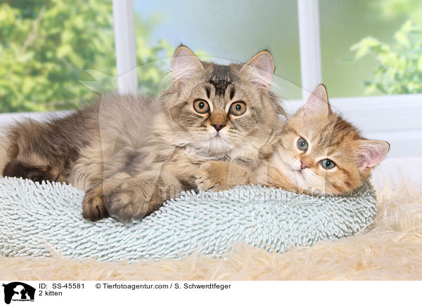 2 Ktzchen / 2 kitten / SS-45581