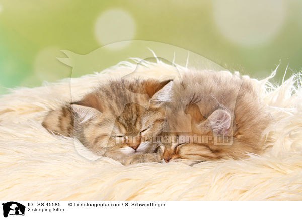 2 schlafende Ktzchen / 2 sleeping kitten / SS-45585