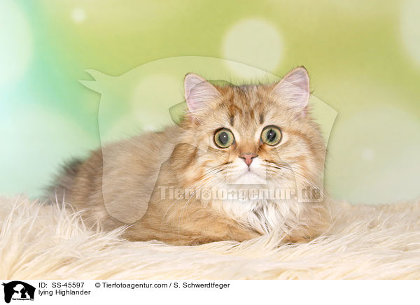 liegender Highlander / lying Highlander / SS-45597
