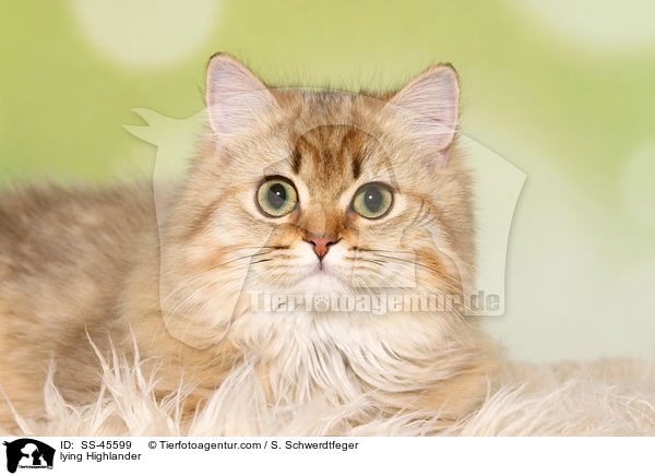 liegender Highlander / lying Highlander / SS-45599