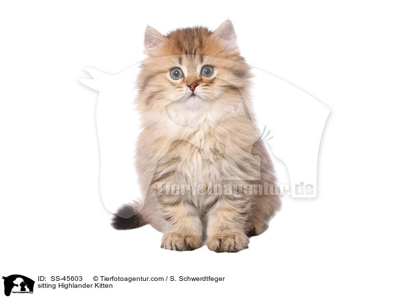 sitting Highlander Kitten / SS-45603
