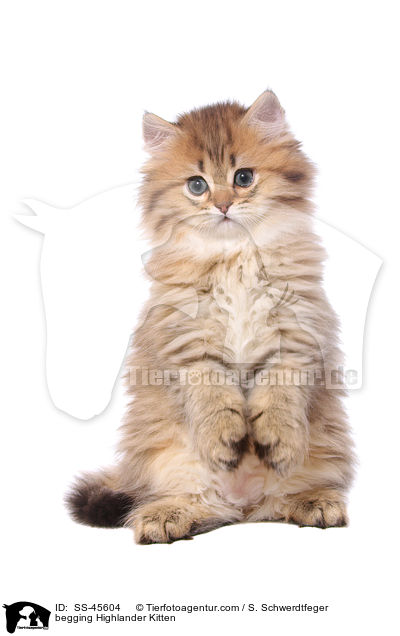 begging Highlander Kitten / SS-45604