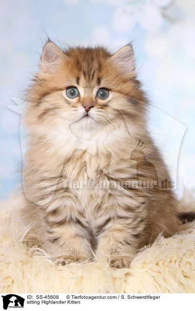 sitzendes Highlander Ktzchen / sitting Highlander Kitten / SS-45608