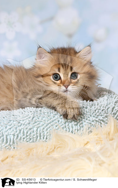 liegendes Highlander Ktzchen / lying Highlander Kitten / SS-45613
