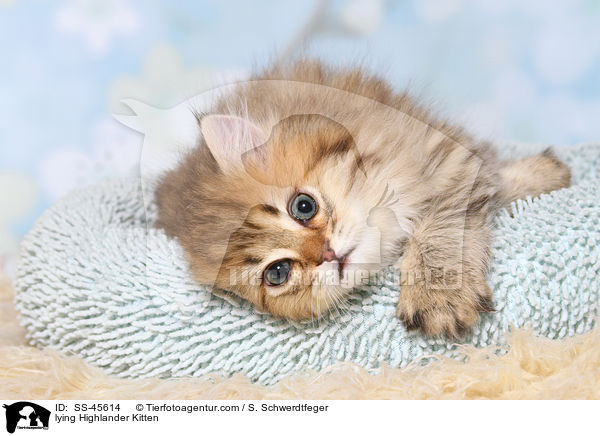 liegendes Highlander Ktzchen / lying Highlander Kitten / SS-45614