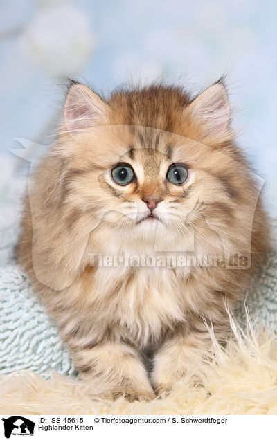 Highlander Ktzchen / Highlander Kitten / SS-45615