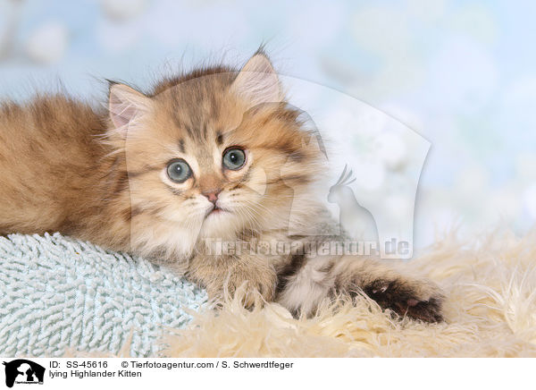 liegendes Highlander Ktzchen / lying Highlander Kitten / SS-45616