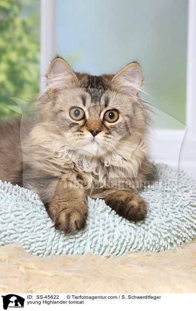 junger Highlander Kater / young Highlander tomcat / SS-45622