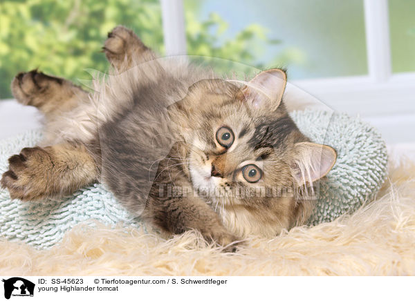 junger Highlander Kater / young Highlander tomcat / SS-45623