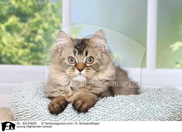 junger Highlander Kater / young Highlander tomcat / SS-45624