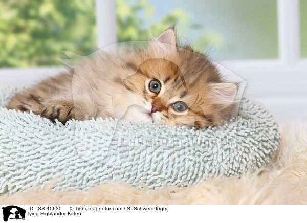 liegendes Highlander Ktzchen / lying Highlander Kitten / SS-45630