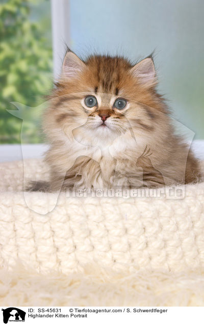 Highlander Ktzchen Portrait / Highlander Kitten Portrait / SS-45631
