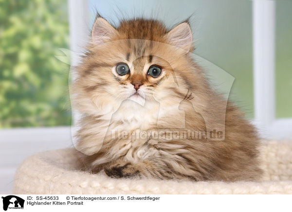 Highlander Ktzchen Portrait / Highlander Kitten Portrait / SS-45633