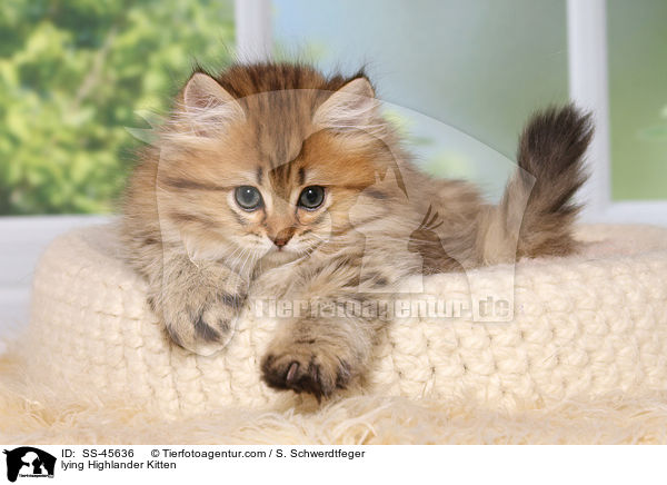 liegendes Highlander Ktzchen / lying Highlander Kitten / SS-45636