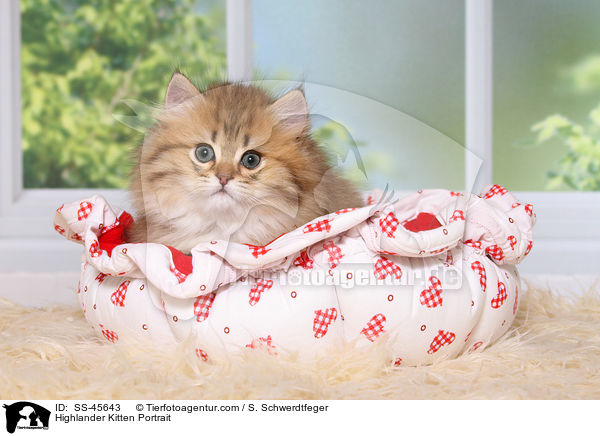 Highlander Ktzchen Portrait / Highlander Kitten Portrait / SS-45643