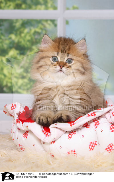 sitting Highlander Kitten / SS-45648