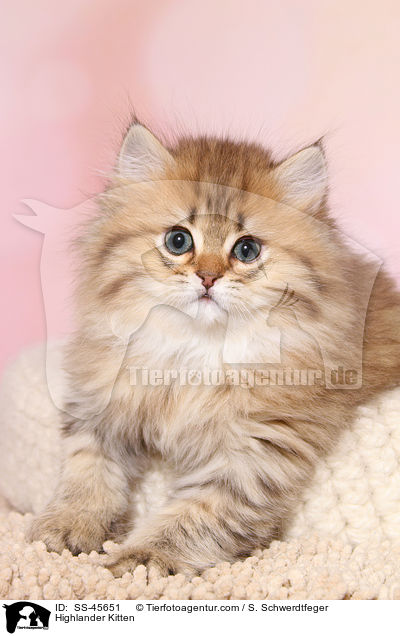 Highlander Ktzchen / Highlander Kitten / SS-45651