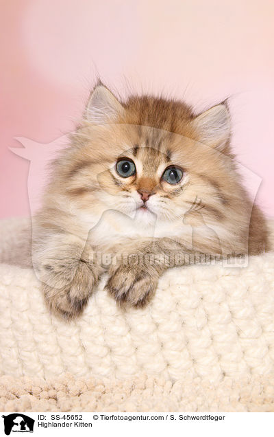 Highlander Ktzchen / Highlander Kitten / SS-45652