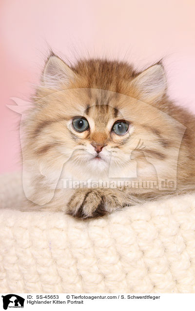 Highlander Ktzchen Portrait / Highlander Kitten Portrait / SS-45653