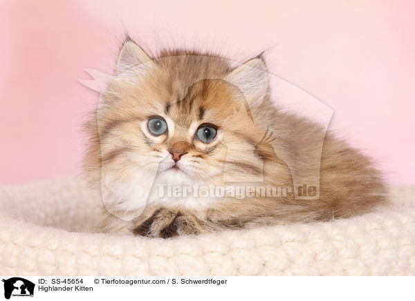 Highlander Ktzchen / Highlander Kitten / SS-45654