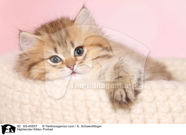 Highlander Ktzchen Portrait / Highlander Kitten Portrait / SS-45657