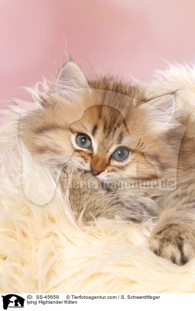 lying Highlander Kitten / SS-45659