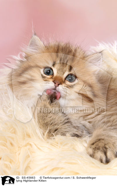 liegendes Highlander Ktzchen / lying Highlander Kitten / SS-45663