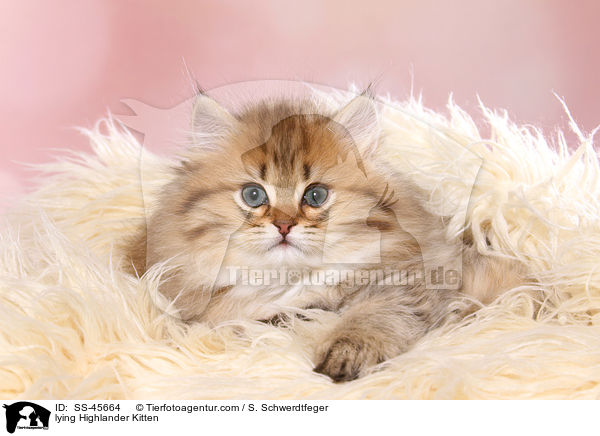 liegendes Highlander Ktzchen / lying Highlander Kitten / SS-45664