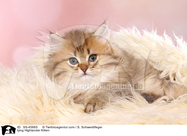 liegendes Highlander Ktzchen / lying Highlander Kitten / SS-45665