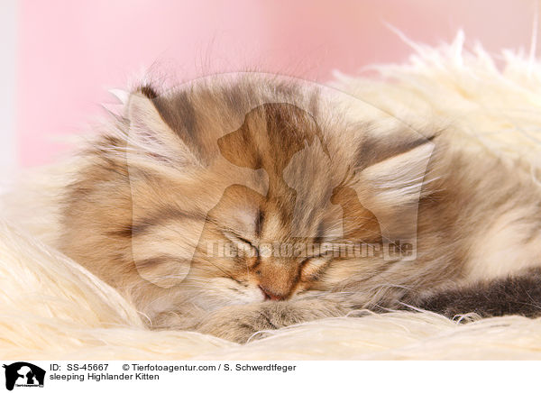 sleeping Highlander Kitten / SS-45667