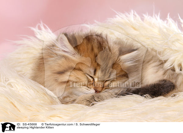 schlafendes Highlander Ktzchen / sleeping Highlander Kitten / SS-45668