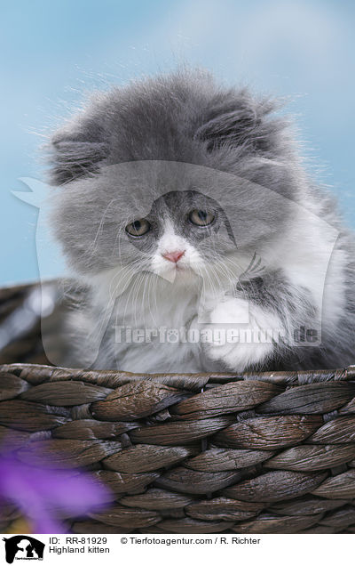 Highland kitten / RR-81929