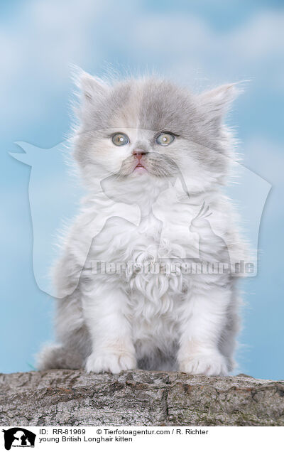young British Longhair kitten / RR-81969
