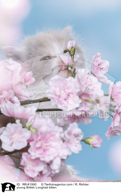 junges Highlander Ktzchen / young British Longhair kitten / RR-81990