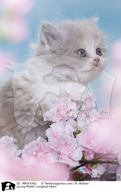 junges Highlander Ktzchen / young British Longhair kitten / RR-81992