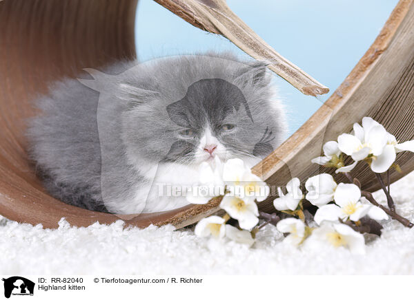 Highland kitten / RR-82040