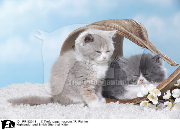 Highlander and British Shorthair Kitten / RR-82043