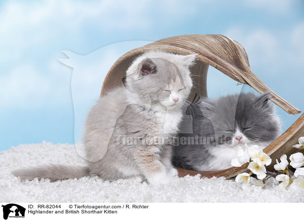Highlander and British Shorthair Kitten / RR-82044