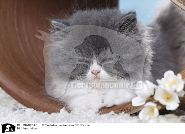 Highland kitten / RR-82045