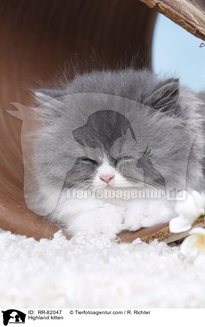 Highland kitten / RR-82047